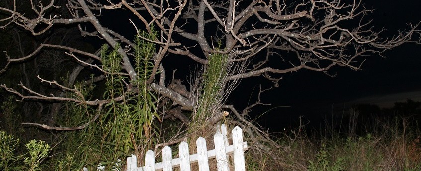 Spooky Tree